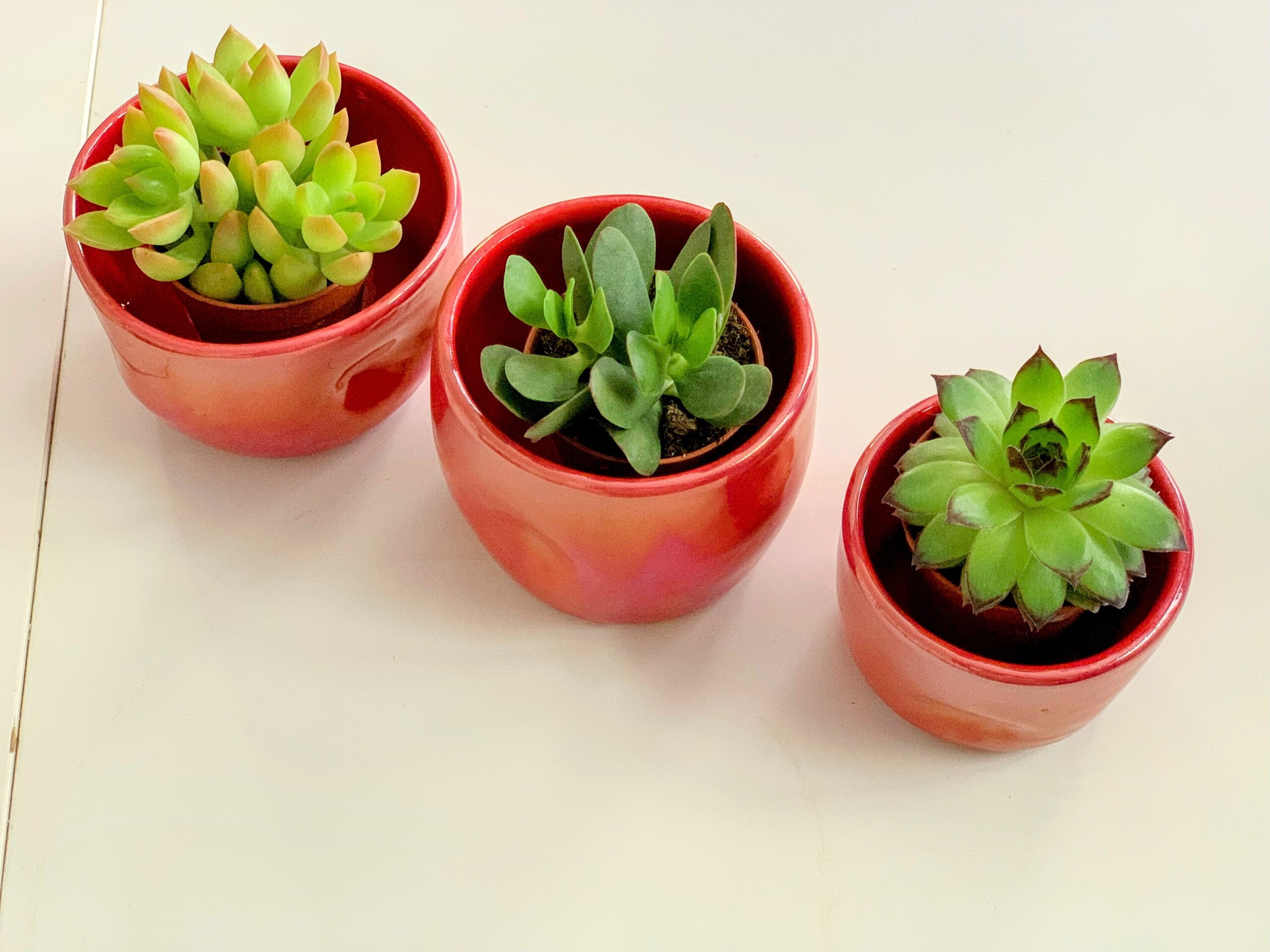 Juego de tres mini macetas para cactus - 4