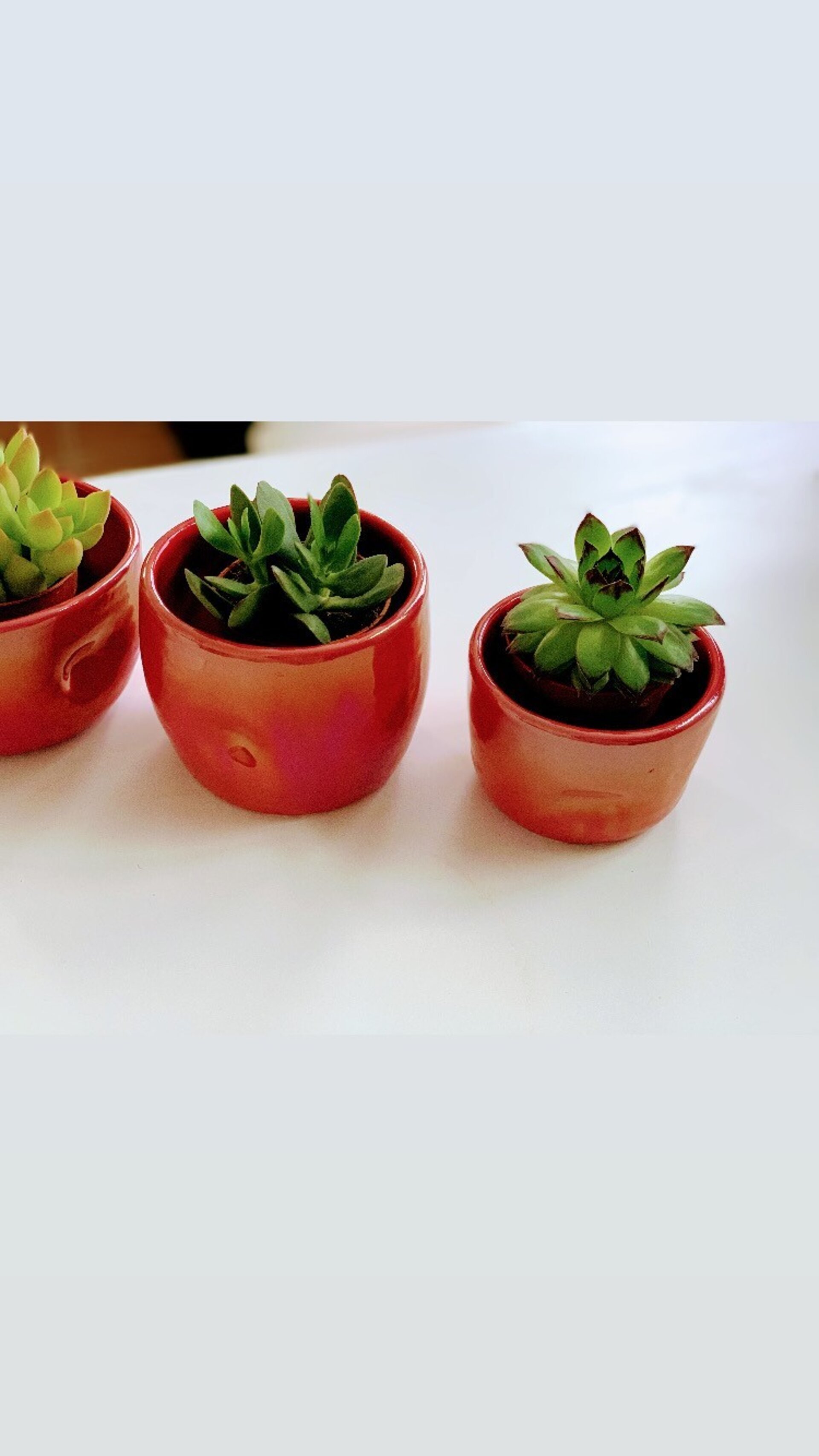 Juego de tres mini macetas para cactus - 3