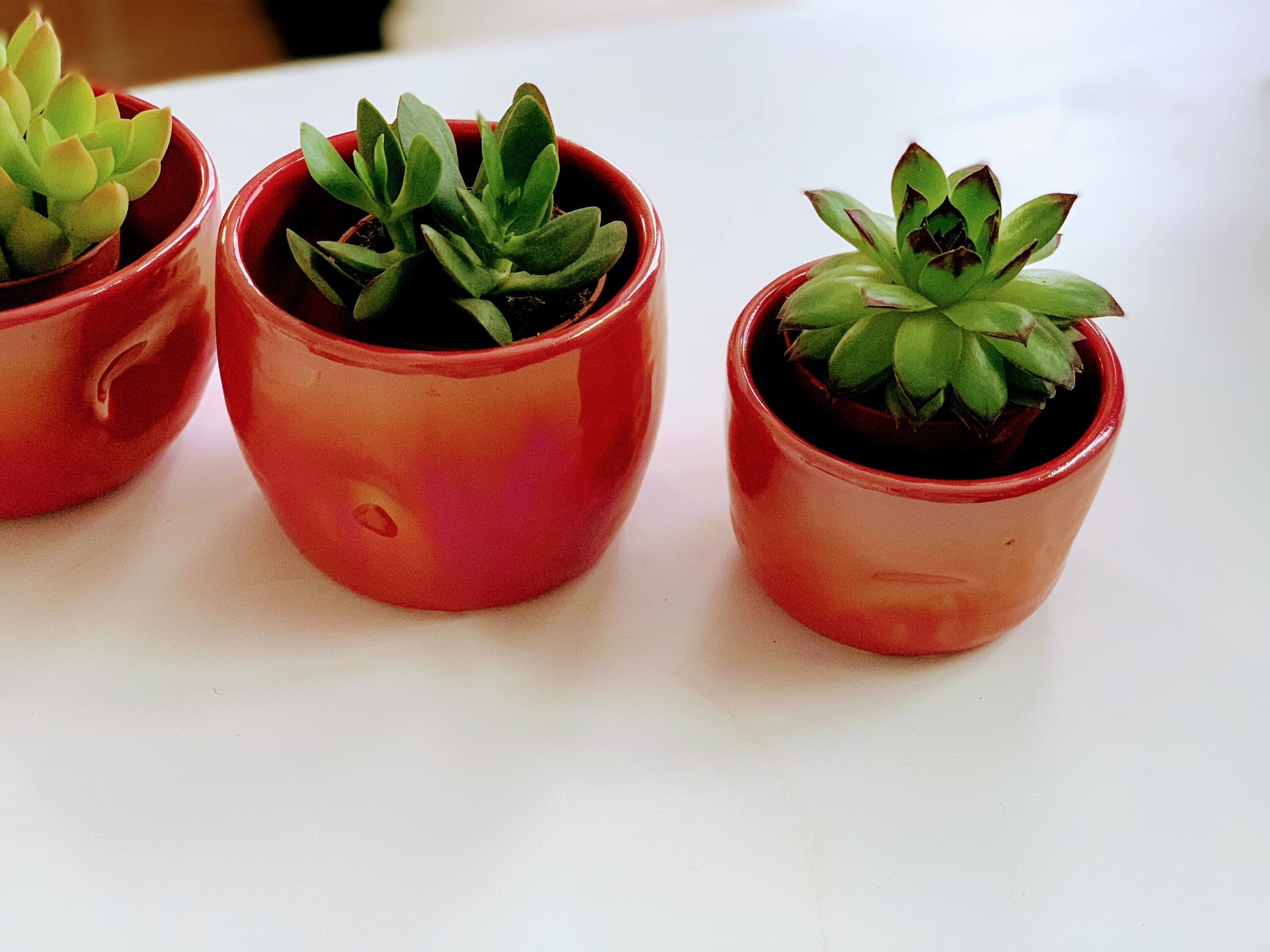 Juego de tres mini macetas para cactus - 2